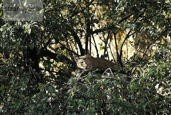 EUROPÄISCHER LYNCH (felis lynx)  ERWACHSENER IM BAUM STEHEND