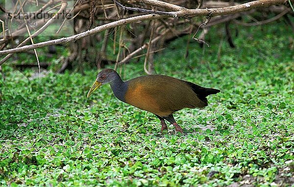 Riesen-Holzschwanz (aramides ypecaha)  Erwachsener im Sumpf  Pantanal in Brasilien