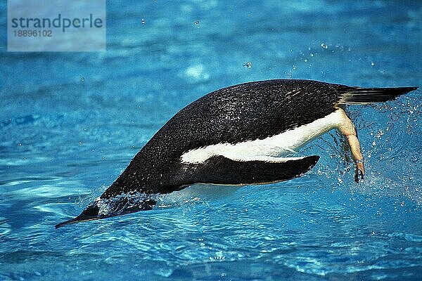 GENTOO PENGUIN (pygoscelis papua)  ERWACHSENE SCHWIMMEN