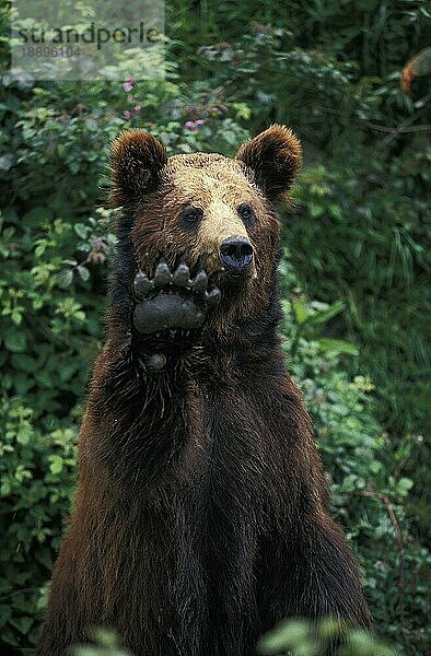 Braunbär (ursus arctos)  erwachsen mit erhobener Pfote