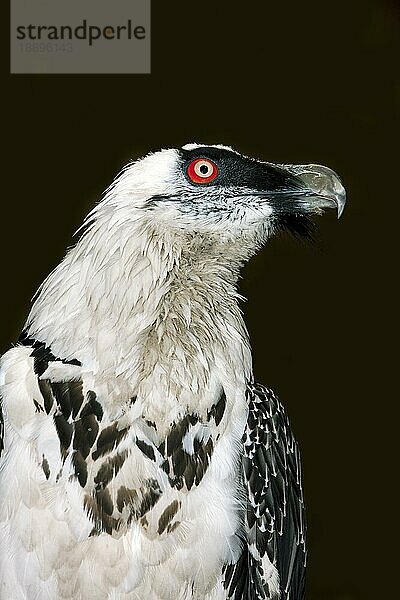 Bartgeier (gypaetus barbatus)  Kopf eines Erwachsenen