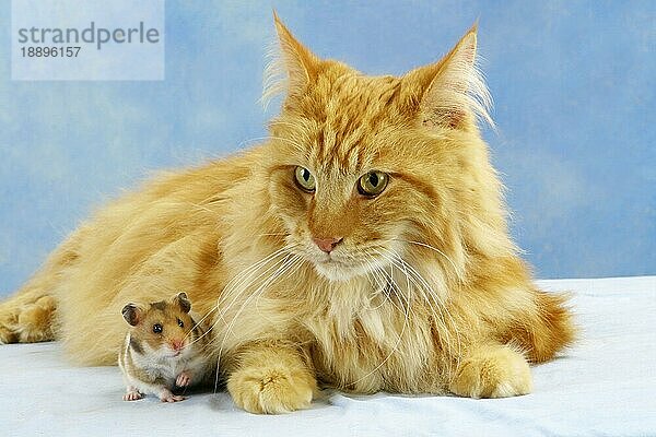 Main-Coon-Katze und Goldhamster (Mesocricetus auratus)