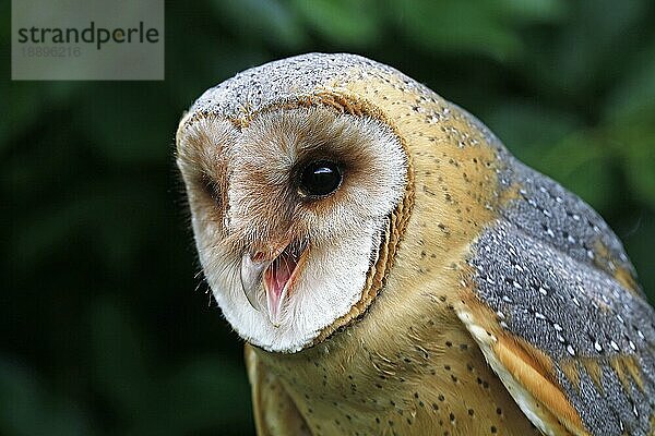 Schleiereule (tyto alba)  Porträt eines Erwachsenen ruft