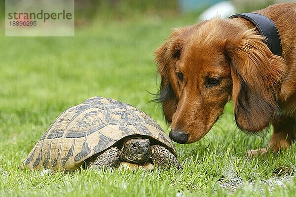 Langhaardackel und Griechische Landschildkröte (Testudo hermanni boettgeri)  Dackel  Teckel  Landschildkröte