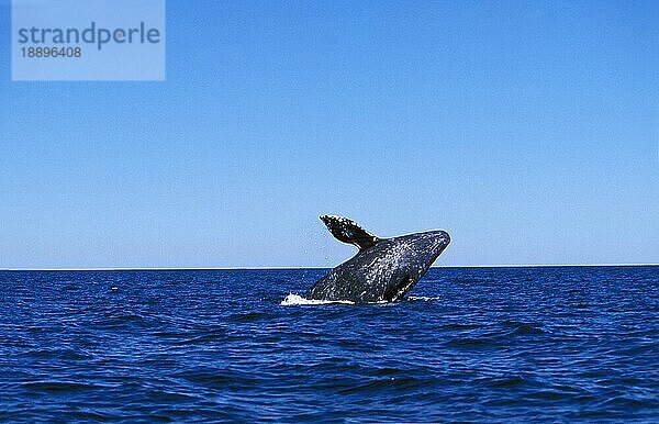 GRÜNDWAL ODER GRAUWAL (eschrichtius robustus)  ERWACHSENER  BAJA CALIFORNIA IN MEXIKO