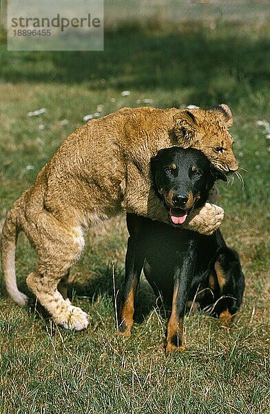 Afrikanischer Löwe (panthera leo)  Jungtier mit Beauce-Schäferhund