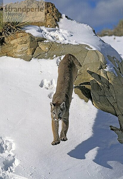 Puma (puma concolor)  ERWACHSENER SPRINGT VOM FELSEN  MONTANA