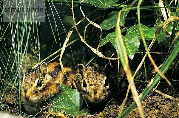 Corean Eichhörnchen  eutamia sibericus  Erwachsene