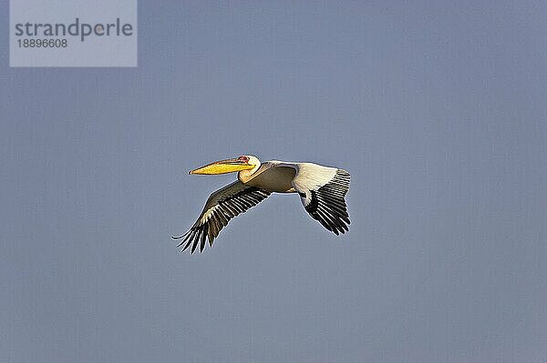 Rosapelikan (pelecanus onocrotalus)  ERWACHSENER IM FLUG AM NAKURU-SEE  KENIA