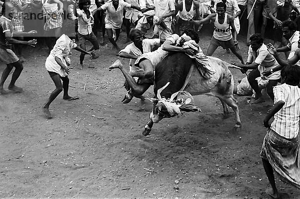 Schwarz-Weiß-Foto  Jallikattu oder Stierzähmung während des Pongal-Festes in Avaniapuram bei Madurai  Tamil Nadu  Indien. Fotografiert im Jahr 1975