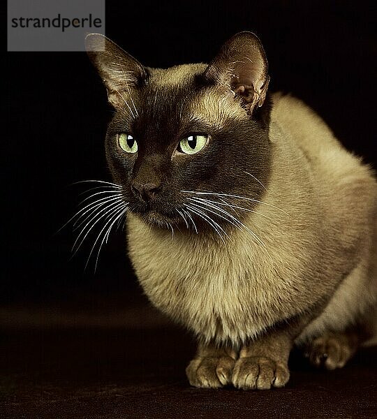 Schokolade Burmese Hauskatze  Erwachsene gegen schwarzen Hintergrund