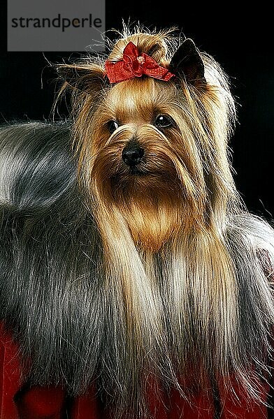 YORKSHIRE TERRIER  ERWACHSEN VOR SCHWARZEM HINTERGRUND