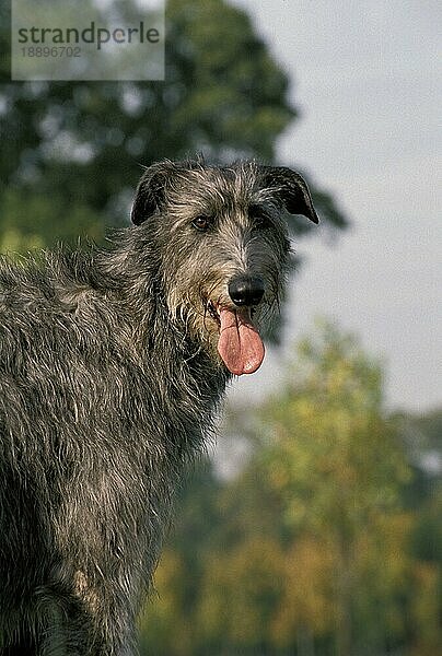 Scottish Deerhound  Porträt eines erwachsenen Hundes mit heraushängender Zunge