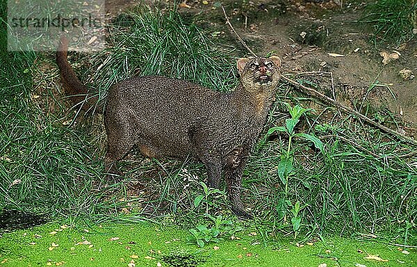 JAGUARUNDI herpailurus yaguarondi  ERWACHSENER  der nach oben schaut