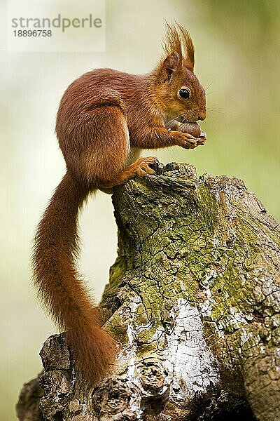 Rotes Eichhörnchen (sciurus vulgaris)  Erwachsener auf Baumstumpf  Haselnuss fressend  Normandie