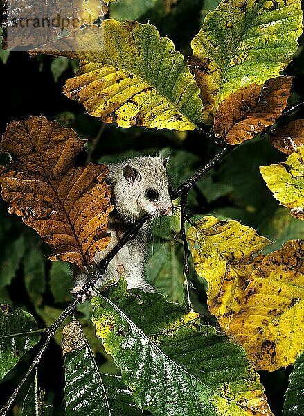 Siebenschläfer (glis glis)  erwachsen  Normandie