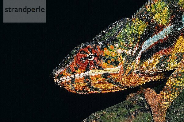 Juwelenchamäleon oder Teppichchamäleon (furcifer lateralis)  Portrait eines Erwachsenen