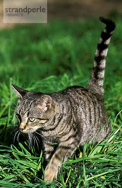 Silver Tabby Hauskatze  Erwachsener stehend auf Gras