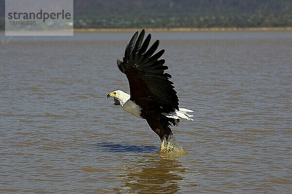 Afrikanischer Fischadler (haliaeetus vocifer)  Erwachsener im Flug  Fischen  Baringo See in Kenia