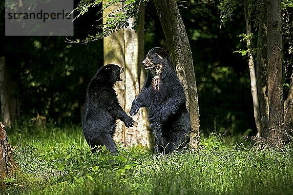 Brillenbär (tremarctos ornatus)  ERWACHSENE AUF HINTERBeinen stehend  KAMPF