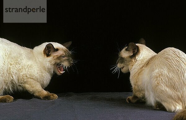 Balinesische Hauskatze  Erwachsene knurrend