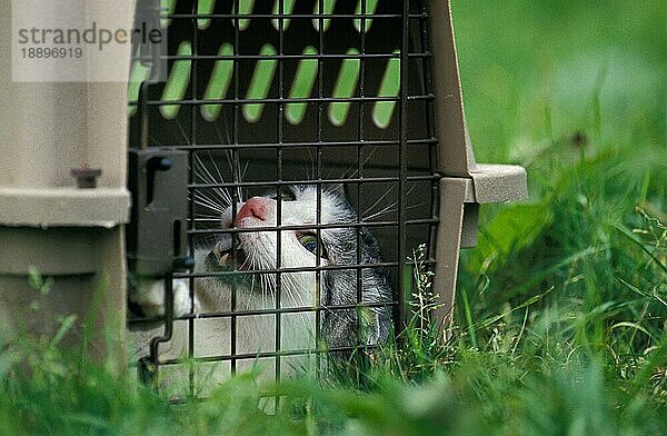 Hauskatze  erwachsen  stehend im Käfig  knurrend