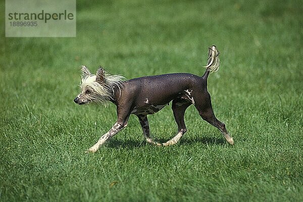 Chinesischer Schopfhund auf Gras