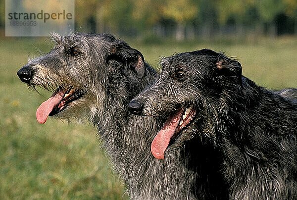 Scottish Deerhound  Porträt eines erwachsenen Hundes mit heraushängender Zunge