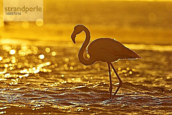 Rosaflamingo (Phoenicopterus ruber roseus) bei Sonnenuntergang  Walvis-Bay  Namibia  Afrika