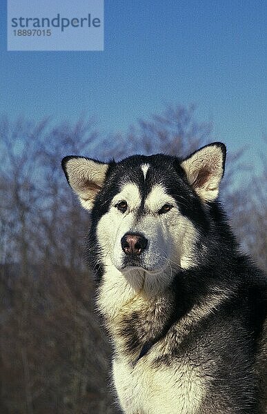 Alaskan Malamute Hund  Portrait eines Erwachsenen