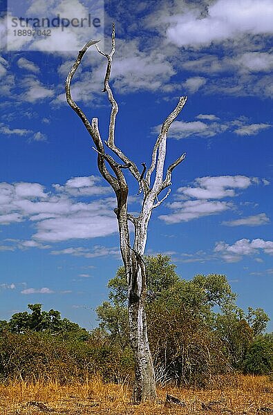 Landschaft im South Luangwa Nationalpark  Nsefu-Sektor  Sambia  landscape in South Luangwa National Park  Zambia  Afrika