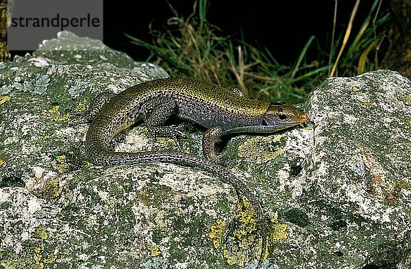 Ocellated SKINK (chalcides ocellatus)  ERWACHSENER AUF FELSEN STEHEND