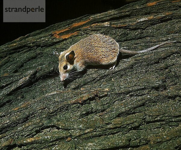 Stachelmaus  acomys dimidiatus  Erwachsener auf Baumstamm