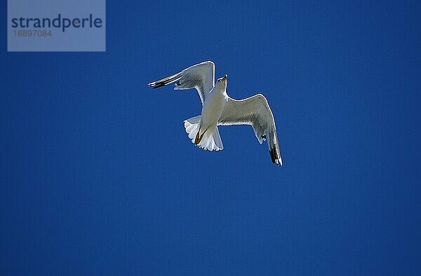 Silbermöwe (larus argentatus)  ERWACHSENER FLUG VOR BLAUEM HIMMEL  BRITTANIEN Frankreich