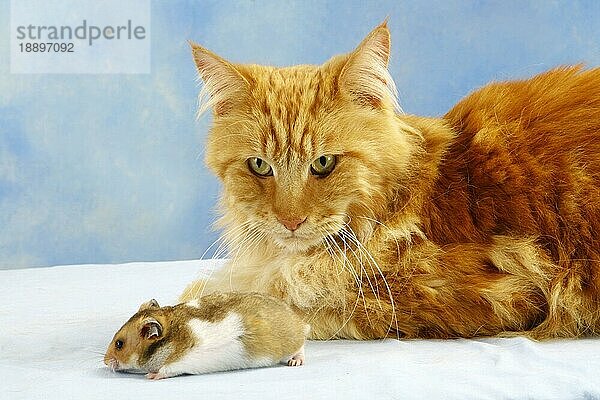 Main-Coon-Katze und Goldhamster (Mesocricetus auratus)