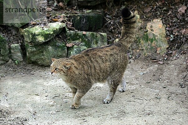 Europäische Wildkatze (felis silvestris)  erwachsen