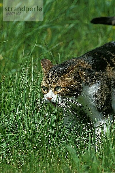 Hauskatze  erwachsen  frisst Gras