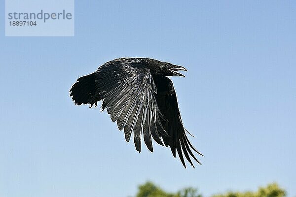 Kolkrabe (corvus corax)  Erwachsener im Flug gegen blauen Himmel