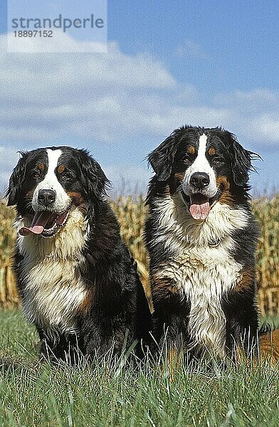 BERNER SENNENHUND  PAAR ERWACHSENE SITZEND AUF GRAS