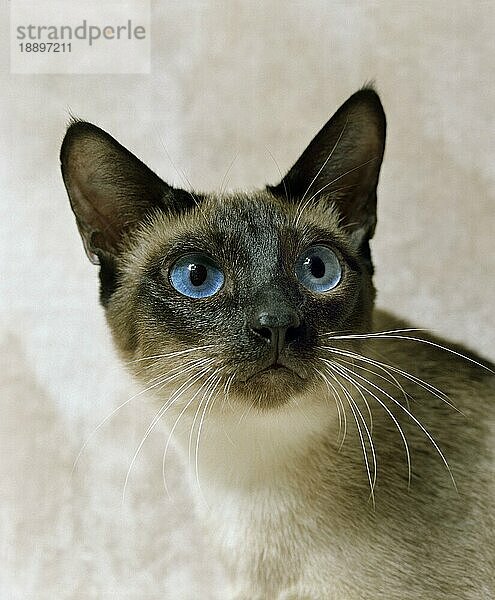 Seal Point Siam Hauskatze  Portrait eines Erwachsenen mit blauen Augen