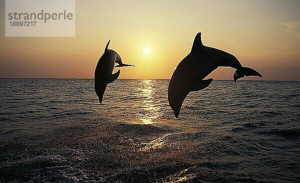 Großer Tümmler (tursiops truncatus)  adult Sprung bei Sonnenuntergang  Honduras  Mittelamerika