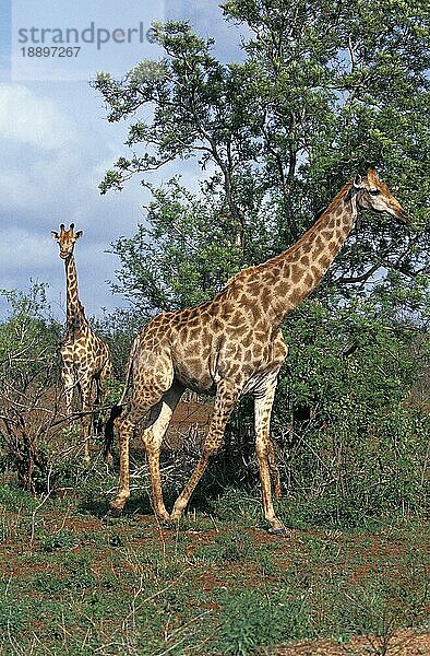 Massai-Giraffe (giraffa camelopardalis tippelskirchi)  erwachsen in Kenia