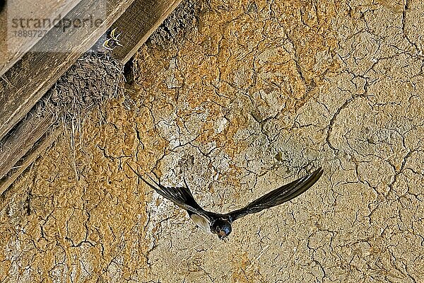 Rauchschwalbe (hirundo rustica)  Erwachsener im Flug  füttert Küken am Nest  Normandie