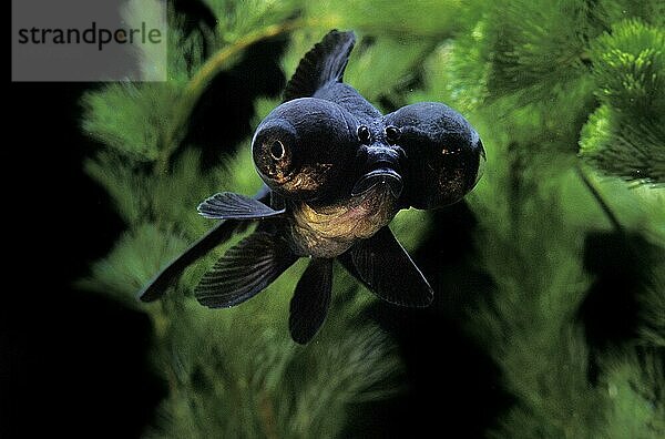 Drachenaugen-Goldfisch (carassius auratus) oder Teleskop-Goldfisch  schwarze Form  erwachsen