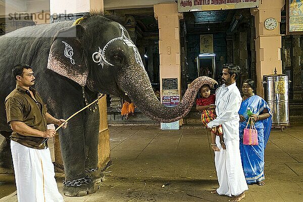 Gläubige  die den Segen des Elefanten im Swaminatha Swamy Gott Murugan Tempel in Swamimalai bei Kumbakonam  Tamil Nadu  Südindien  Indien  Asien  erhalten  Asien