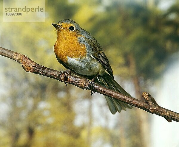 Rotkehlchen (erithacus rubecula)  ERWACHSENER AUF DEM BRANSCH STEHEND