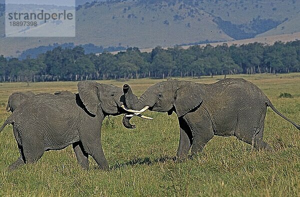 AFRIKANISCHER ELEFANT (loxodonta africana)  JUNGE ERWACHSENE SPIELEN KÄMPFEN  KENIA