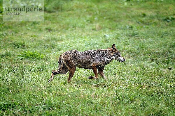 IBERISCHER WOLF (canis lupus signatus)  ERWACHSENER LÄUFT DURCH EINE Aue