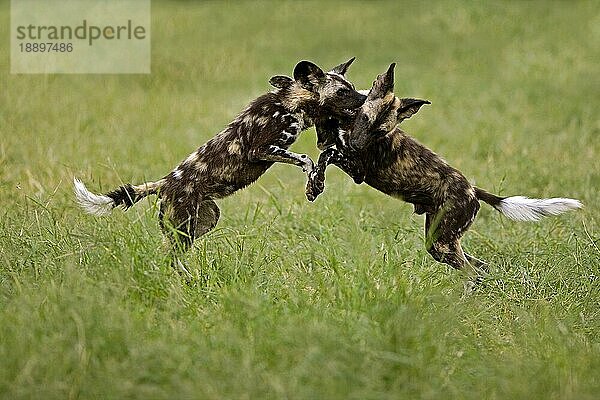 Afrikanischer Wildhund (lycaon pictus)  Erwachsene kämpfen  Namibia  Afrika