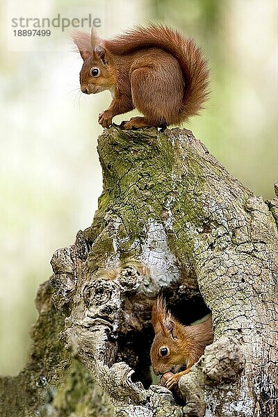 ROTER SQUIRREL (sciurus vulgaris)  ERWACHSENER FÜTTERT HAZELNÜSSE AM NEST-EINGANG  NORMANDY